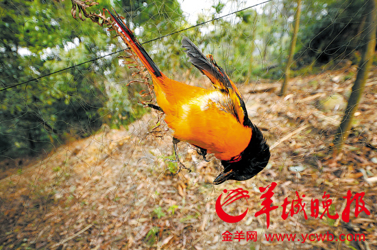 肇慶農家樂或成野味窩點 山上網捕鳥山下變野味