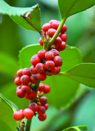 大叶冬青红果好"动人"