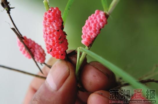 浏阳或再现福寿螺灾30亩禾苗一夜被毁