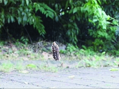 小区行道树挂满吐丝的吊死鬼