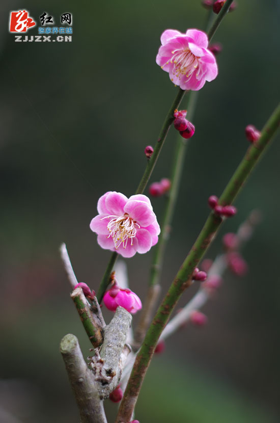 張家界黃石寨梅園梅花初綻(組圖)