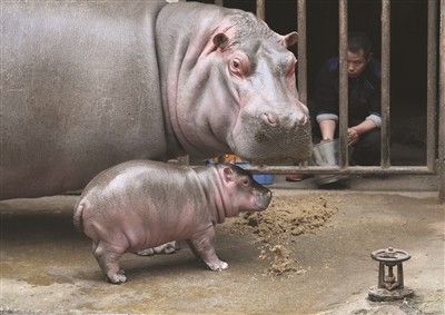 红山动物园小河马初一首次亮相