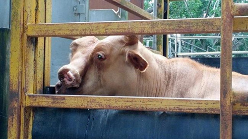 双面变异牛诞生引围观农场主以400美元出售图