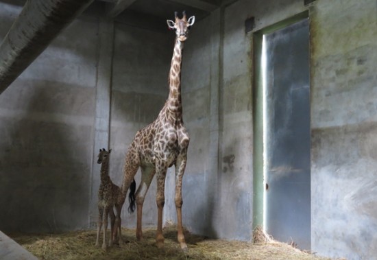 长沙生态动物园半岁的小长颈鹿准备出门见客