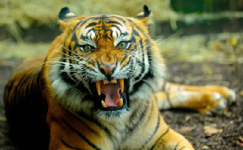 外媒称老挝度假村为吸引中国游客非法出售老虎肉