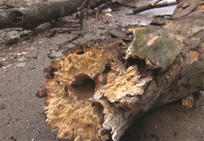 梧桐倒地砸两车树干疑被蛀空