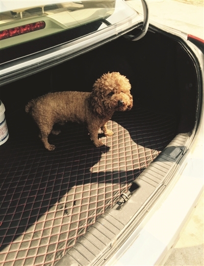 为争一条泰迪犬好友舌战3小时