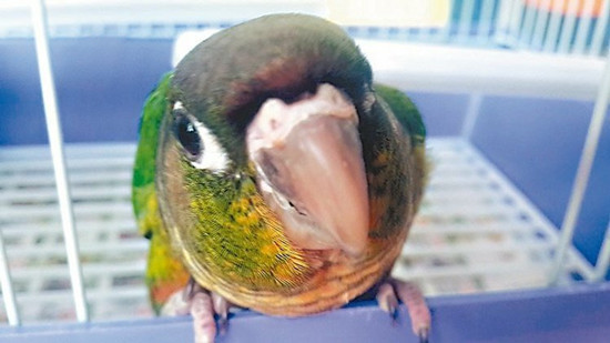 鹦鹉飞进彩券行 赌客认为好彩头阔绰加码(图)