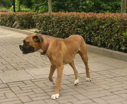 手脚被恶犬吞食美国男子获判赔1亿美元