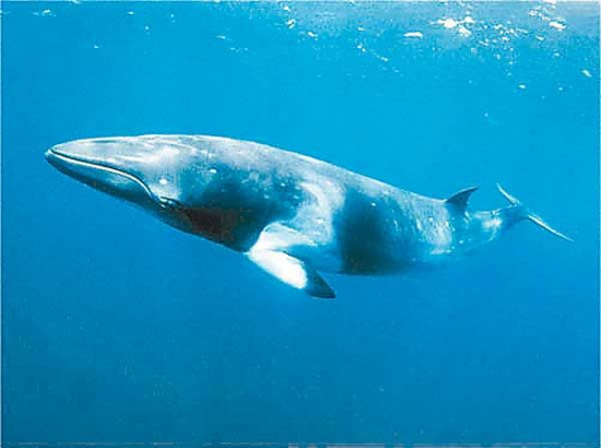 日本近期在东北海岸捕获19头鲸鱼数量创下新低