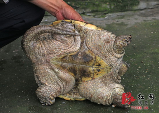 桃源捕获15斤重蛇鳄龟 龟背13个突起尾巴似钢鞭
