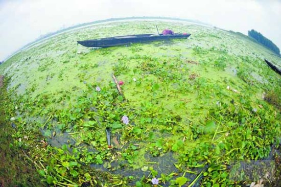 湘江水葫芦泛滥 江面出现"绿草坪"(图)