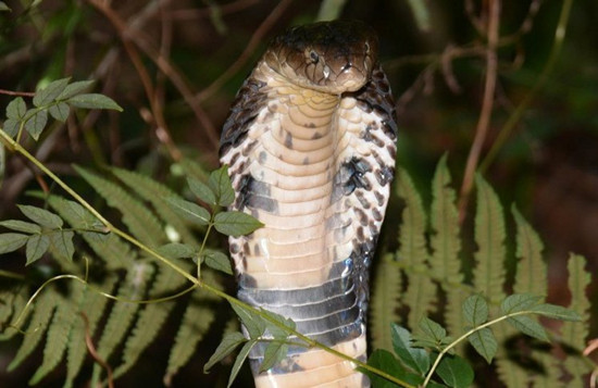 眼镜蛇屡劝不听忠犬护阿嬷使出撒手锏图