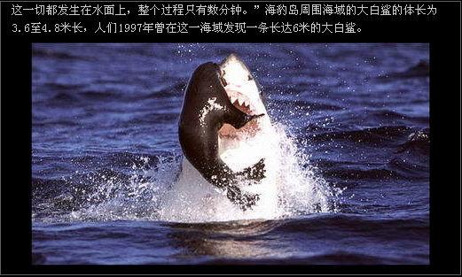 大白鲨猎食的震撼场面组图5