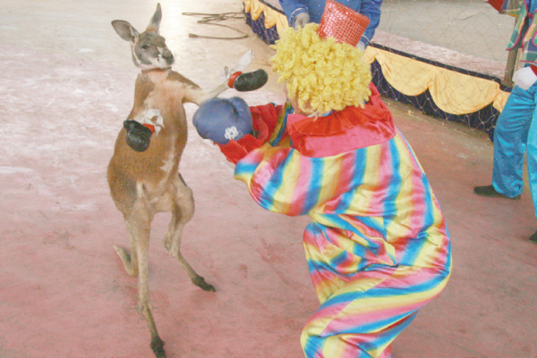 尝尝"鼠"拳的厉害