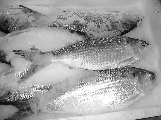 绝迹10余年,号称长江三鲜之一的鲥鱼昨天在南京惠民桥水产市场现身