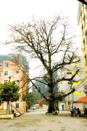 虎门九门寨58岁木棉绽放