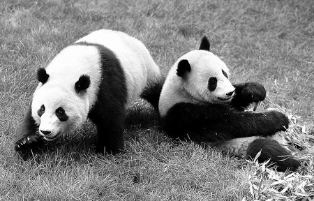 6月26日,兩隻來自四川地震災區的大熊貓在雲南野生動物園休息.