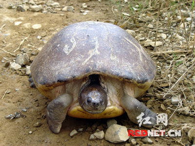 (这只庙龟已经三百多岁了)