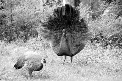 图文:秋行春令秃尾孔雀开屏