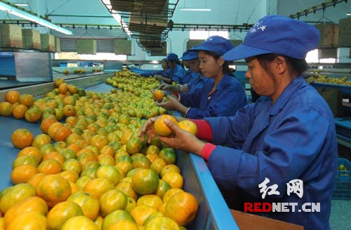 (石門縣食品公司員工在流水作業式鮮果生產線上加工柑橘)