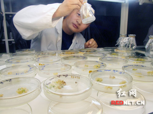 西城杂交水稻实验室内,技术人员正在检验新植株培育状况