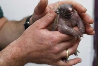 耶路撒冷动物园饲养一只被妈妈抛弃的小犰狳(图)