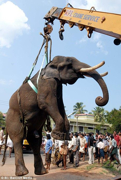 印度大象遇车祸骨折 兽医用起重机搬运(图)