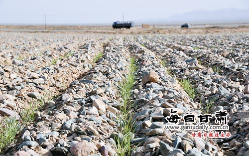 景泰压砂地,生存和生态的两难