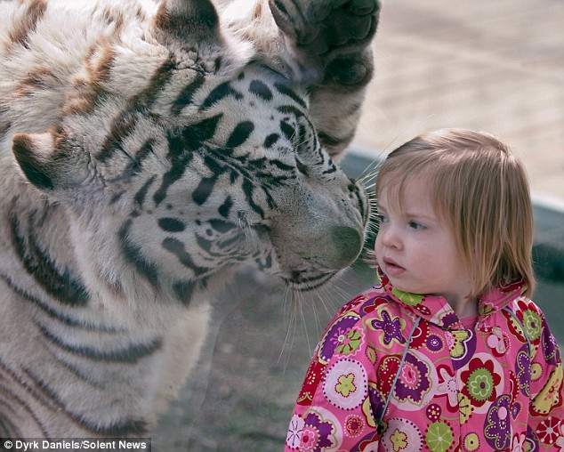 老虎看着小女孩图片图片
