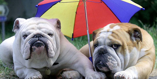 6月30日,英国媒体刊登出一组小动物"避暑消夏"的趣味图片,让人看后