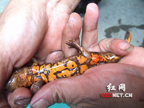 湖南绥宁发现中华小鲵曾和恐龙同住地球图