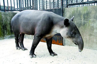 "夜行者"中美貘落户野生动物园