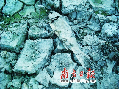 旱情蔓延,粤24万人饮水难