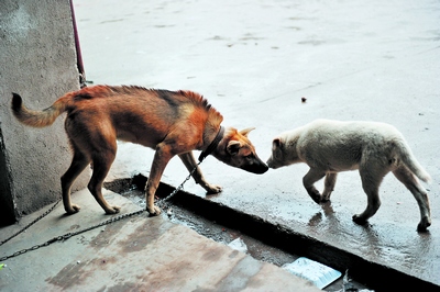 辦證遭拒才知是禁養犬