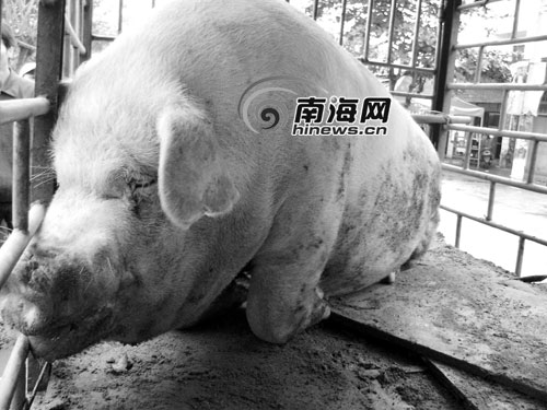 文昌:惊人!这头猪重1130斤[图]