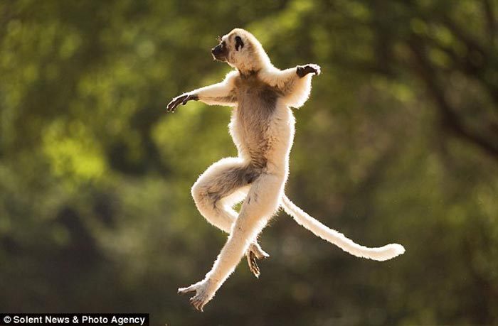英国摄影师拍下灵长类动物跳跃和翻跟斗瞬间高清组图