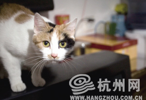 宠物猫拨打120