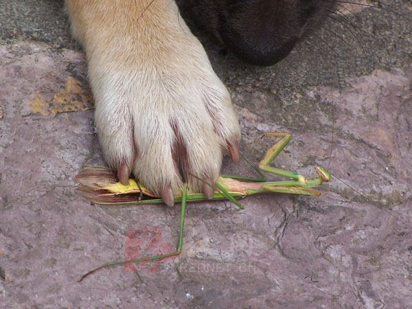 10月10日,长沙岳麓山云麓宫草地上,笔者目睹了"螳臂当车"一幕.