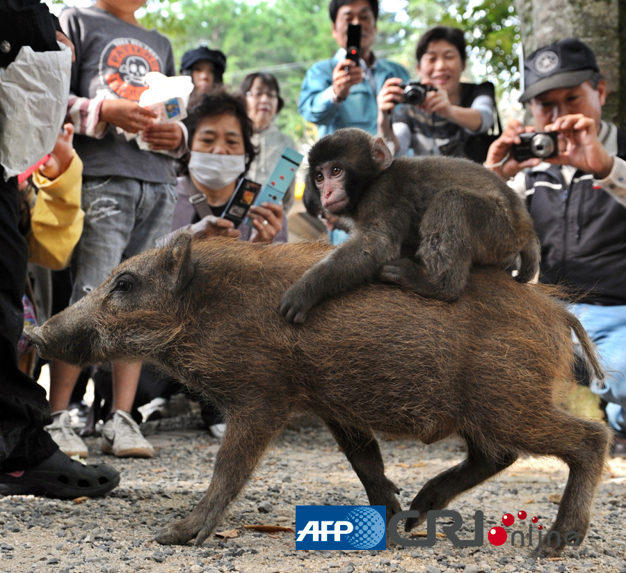 日本动物园内一只小野猪给小猴子当坐骑(高清组图)