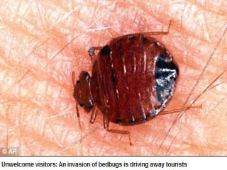 网"26日报道,"臭虫风暴"持续席卷美国纽约,俗称"臭虫"的床虱(bedbug)