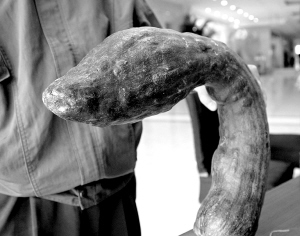 南瓜似蛇昂首欲吐信