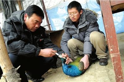 孔雀得啥病_新闻中心_新浪网