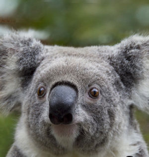 台北动物园无尾熊有喜宝宝在育儿袋内