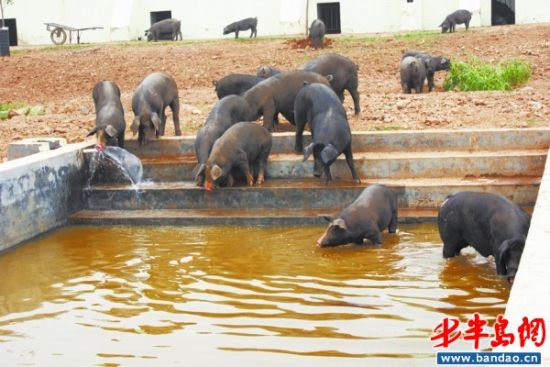 30年前,我国由黑猪主导的猪市被国外白猪攻破,那场"黑白"大战以白猪的