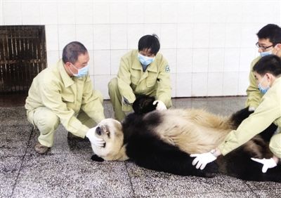 熊猫献血