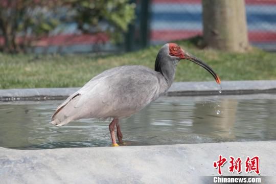 珍稀鳥類朱䴉首次落戶上海 日駐滬首席領事放飛