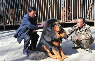 "西藏喜马拉雅纯种藏獒展示会",将于4月6日在北京长城獒园举行
