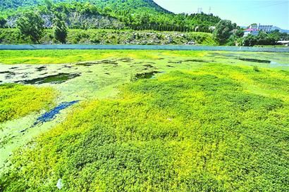 "入侵"植物逼近卧虎山水库