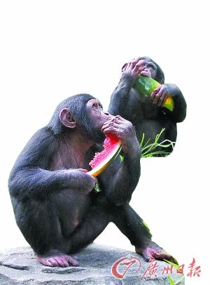 几只可爱的黑猩猩吃西瓜,喝凉茶解暑.